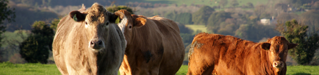 Concrete water troughs, storage tanks and stakes for farmers